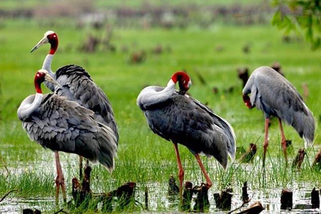Bird Watching at Tram Chim National Park, Vietnam tours