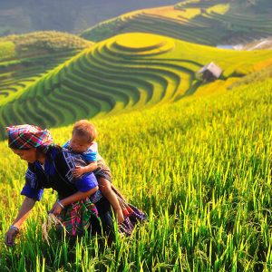rice paddy field, Vietnam adventure tour