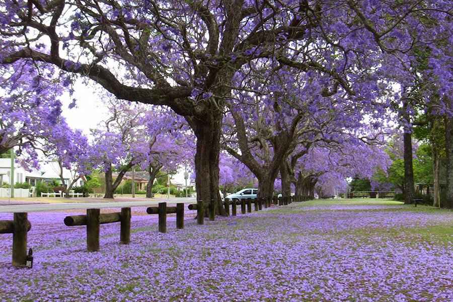 Purple street Da Lat - Vietnam classic tour