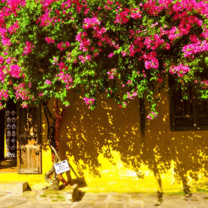 Hoi An ancient town, Vietnam Family tour